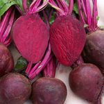 Detroit Dark Red Beet 5g Detroit Dark Red Beet 5g