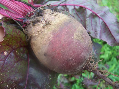 Early Wonder Tall Top Beet 28g Early Wonder Tall Top Beet 28g