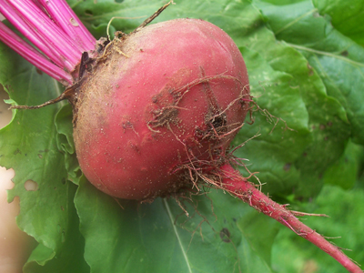 Lutz Green Leaf (Winter Keeper) Beet 5g Lutz Green Leaf (Winter Keeper) Beet 5g