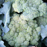 Nutri-Bud Broccoli 2g