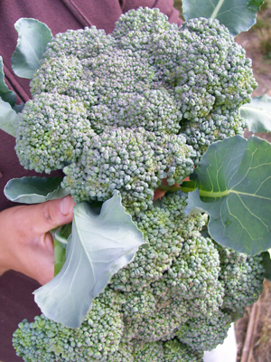 Nutri-Bud Broccoli 2g Nutri-Bud Broccoli 2g