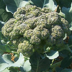 Premium Crop - hybrid Broccoli 0.3g