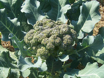Premium Crop - hybrid Broccoli 0.3g Premium Crop - hybrid Broccoli 0.3g