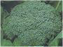 Waltham 29 Broccoli 2g