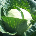 Early Flat Dutch Cabbage 2g