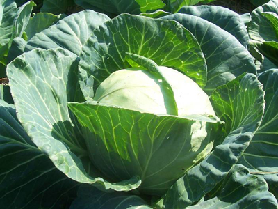 Early Flat Dutch Cabbage 2g Early Flat Dutch Cabbage 2g