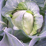 Early Jersey Wakefield Cabbage 28g