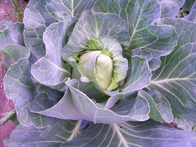 Early Jersey Wakefield Cabbage 28g Early Jersey Wakefield Cabbage 28g