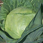 Premium Late Flat Dutch Cabbage 2g