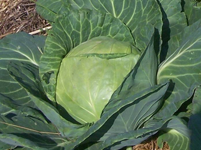 Premium Late Flat Dutch Cabbage 2g Premium Late Flat Dutch Cabbage 2g