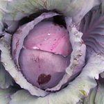 Red Acre Cabbage 2g