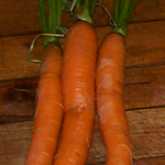 Imperator (Tendersweet) Carrots 3g