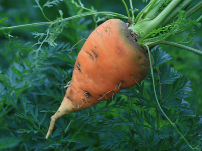 Oxheart Carrots 3 g Oxheart Carrots 3 g