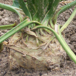 Large Smooth Prague Celeriac 0.25g