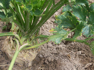 Large Smooth Prague Celeriac 0.25g