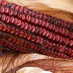 Bloody Butcher CORN, DENT 57 g