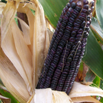 Cherokee White Eagle CORN, DENT 228 g
