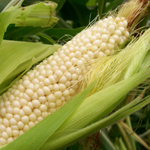 Country Gentleman (Shoepeg) Sweet Corn 28g