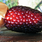 Strawberry POPCORN 28 g Strawberry POPCORN 28 g