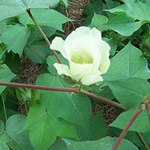 Arkansas Green Lint Cotton