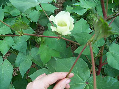 Arkansas Green Lint Cotton Arkansas Green Lint Cotton