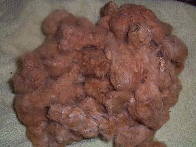 Mississippi Brown Cotton