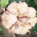 Nankeen Cotton