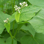Buckwheat COVER CROP 1816 g