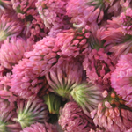 Red Clover COVER CROP 114 g