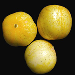 Lemon Pickling Cucumber 2g