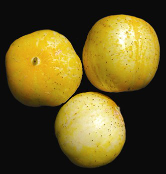 Lemon CUCUMBER 2g Lemon CUCUMBER 2g