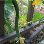 Suyo Long CUCUMBER, ASIAN 28 g