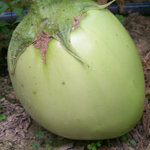 Applegreen EGGPLANT 0.25 g