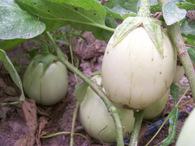Applegreen EGGPLANT 0.25 g Applegreen EGGPLANT 0.25 g