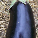 Early Black Egg EGGPLANT 0.25 g