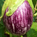 Listada De Gandia EGGPLANT 3 g
