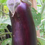 Long Purple EGGPLANT 3 g
