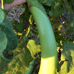 Louisiana Long Green (Green Banana) EGGPLANT 0.25 g