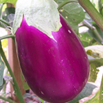 Rosita EGGPLANT 0.25 g - Click Image to Close