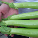 Thai Long Green (Thai Green) EGGPLANT 0.25 g