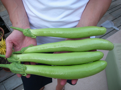 Thai Long Green (Thai Green) EGGPLANT 0.25 g Thai Long Green (Thai Green) EGGPLANT 0.25 g
