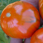 Turkish Italian Orange EGGPLANT 0.13 g