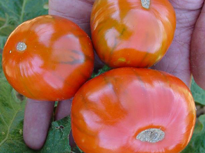 Turkish Italian Orange EGGPLANT 0.13 g Turkish Italian Orange EGGPLANT 0.13 g