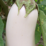 White Beauty EGGPLANT 0.25 g