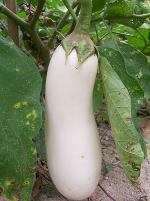 White Beauty EGGPLANT 0.25 g White Beauty EGGPLANT 0.25 g