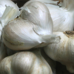 Elephant Garlic 16 oz.