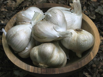 Elephant Garlic 16 oz. Elephant Garlic 16 oz.