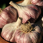 Chesnok Red Hardneck Garlic 8 oz.
