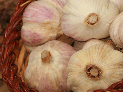 German Extra-Hardy Hardneck Garlic 8 oz. German Extra-Hardy Hardneck Garlic 8 oz.