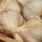 German Porcelain (Northern White) Hardneck Garlic 8 oz.